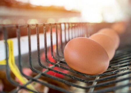 خبری از گرانی و کمبود تخم مرغ و مرغ نیست