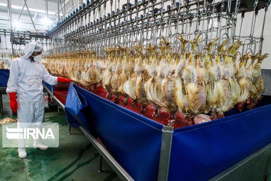 کرونا به دام و طیور منتقل نمیشود