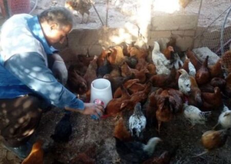 ایمن‌سازی طیور علیه بیماری نیوکاسل در ورامین آغاز شد