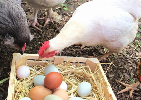 تحلیلی گذرا بر صنعت طیور تخمگذار در سالی که گذشت