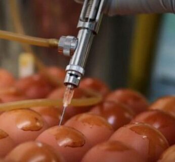 چرا کاخ‌سفید روزانه چندین هزار تخم‌مرغ می‌خرد؟