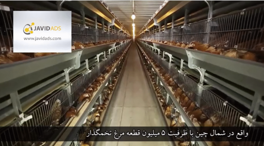 بزرگترین مرغداری تخمگذار در آسیا