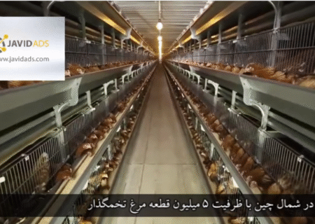 بزرگترین مرغداری تخمگذار در آسیا