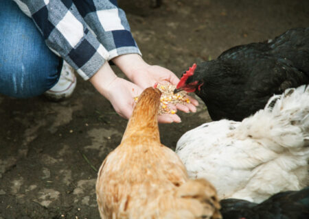 سیاست‌هایی مشکوک؛ عامل کاهش تولید ۵۰ درصدی نهاده‌های صنعت طیور