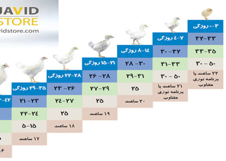 توصیه هایی برای دوران پرورش پولت تخمگذار