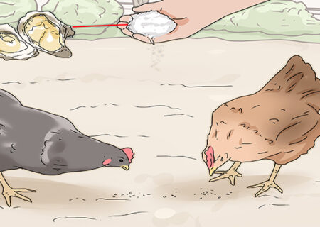 اهمیت تغذیه مرغ در پوسته تخم مرغ