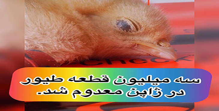 آنفلوآنزای پرندگان به دهمین استان ژاپن رسید؛ ۳ میلیون قطعه طیور معدوم شد.