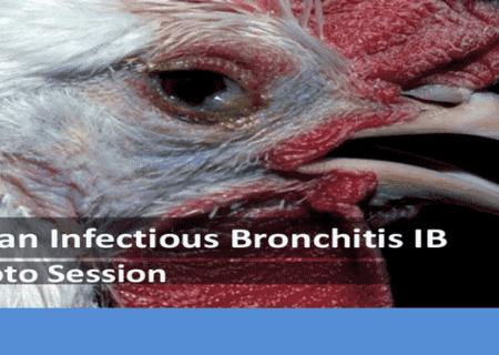 تاثیر بیماری های ویروسی بر روی کیفیت تخم مرغ