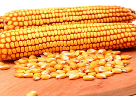 برترین کشورهای تولیدکننده ذرت بین سالهای ۱۹۶۱ الی ۲۰۱۸