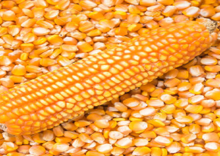 پهلوگیری کشتی‌های حامل ۱۰۸ هزار تن نهاده دامی در بندر امام خمینی