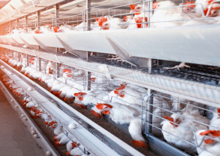 بیمِ تعطیلی مرغداری‌ها در کهگیلویه و بویراحمد