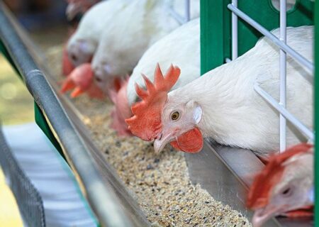 وزارت جهاد کشاورزی نسبت به وضعیت ارز اطلاعی ندارد