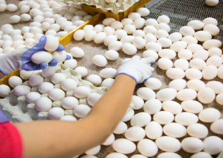 مسئولان تدبیر کنند؛ به واردکننده تخم مرغ تبدیل نشویم