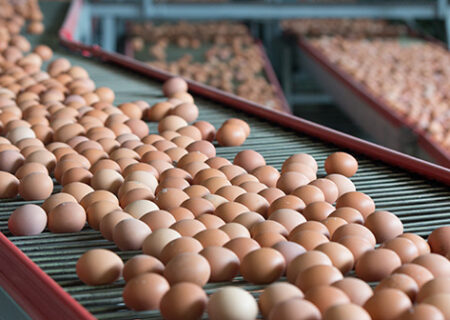 شیوع آنفولانزای پرندگان در ایالات متحده