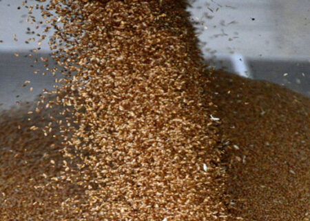 وضعیت بغرنج در بندر امام؛ ابعاد تکان‌دهنده فاجعه‌ای به نام رسوب نهاده‌ها