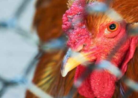 مرغداری ها مصون از آنفلوآنزای حاد پرندگان