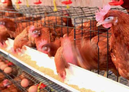 جهش ۲۸درصدی تولید تخم مرغ در گلستان