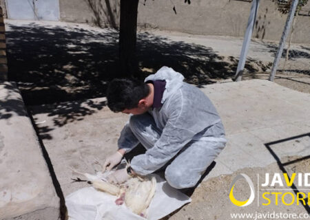 اجرای طرح پایش بیماری آنگارا در واحدهای مرغ تخمگذار در شهرستان طرقبه شاندیز