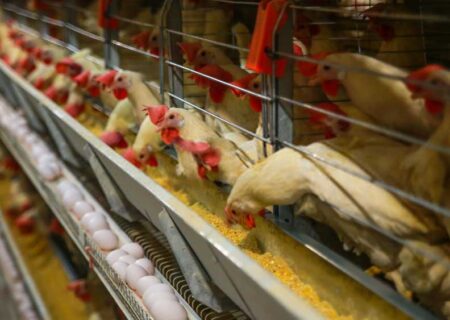 ذرت و کنجاله سویا مرغداران تا ۳ ماه آینده تامین است.