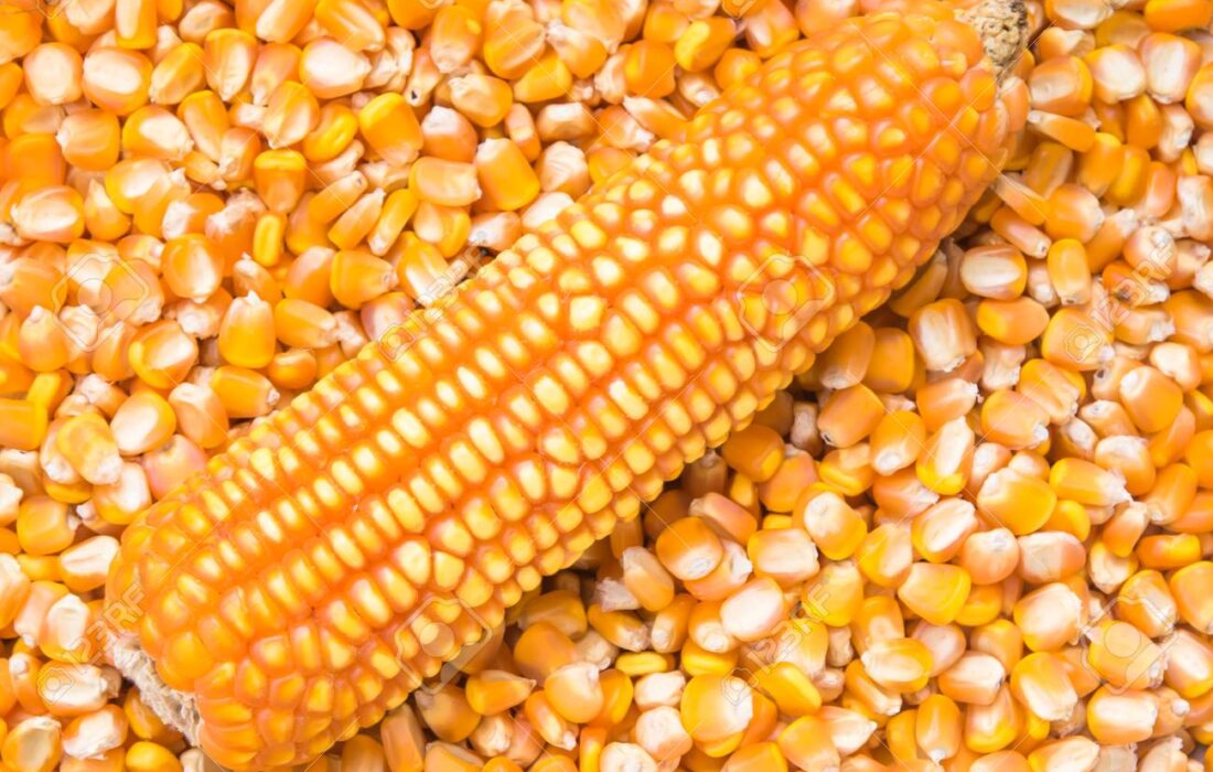 وزارت کشاورزی لیست کالاهای مشمول دریافت ارز را به بانک‌مرکزی ارسال کرد.