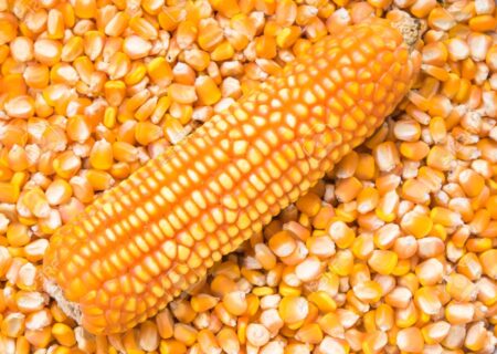 افزایش ۲برابری تامین و توزیع نهاده‌های دامی خراسان رضوی طی سال جاری