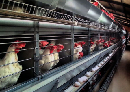 نمونه گیری از تولید تخم مرغ های خوراکی