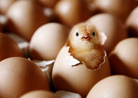 جوجه ریزی آذر به ۱۳۰ میلیون قطعه می‌رسد.