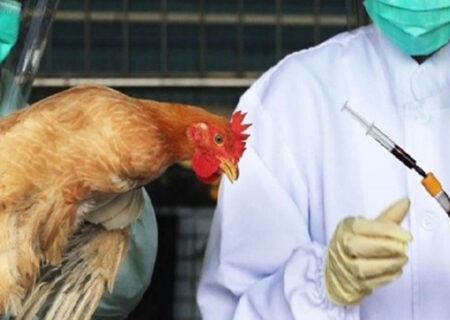 ۱۰۰ درصد گله‌های مرغ تخم گذار ۲ نوبت واکسینه شدند