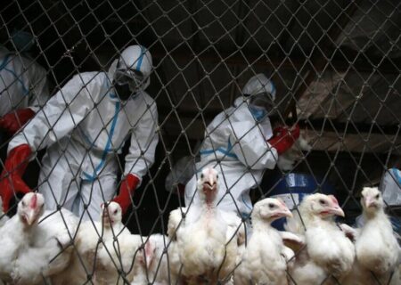 پایش بیماری آنفلوآنزای فوق حاد پرندگان در کاشان