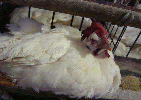 تشریح بیماری انفلوانزای فوق حاد پرندگان و راههای پیشگیری از آن