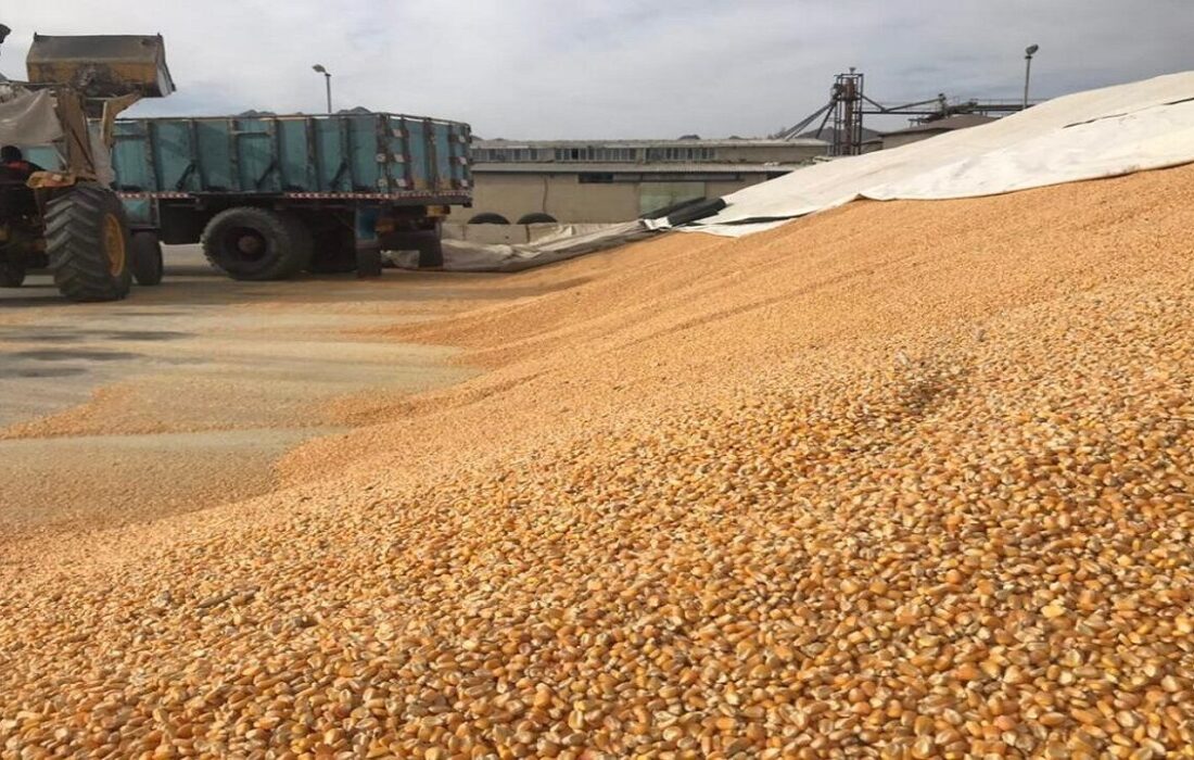 صدور گواهی استاندارد برای ۵۴۰ هزار تن نهاده دامی وارداتی در گیلان