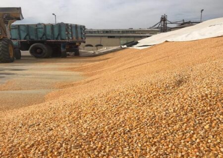 صدور گواهی استاندارد برای ۵۴۰ هزار تن نهاده دامی وارداتی در گیلان