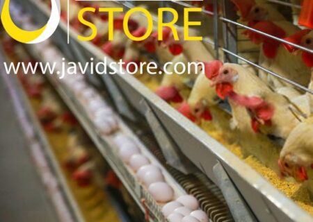 سود بیشتر با افزایش سیکل تولید مرغ تخمگذار