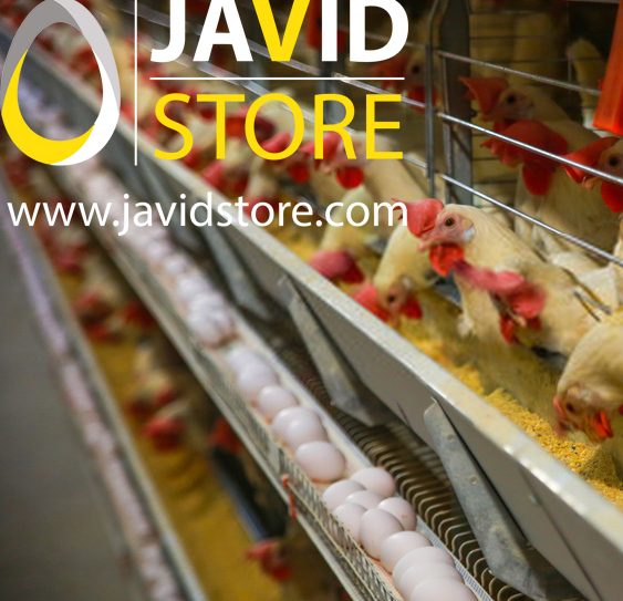 سود بیشتر با افزایش سیکل تولید مرغ تخمگذار