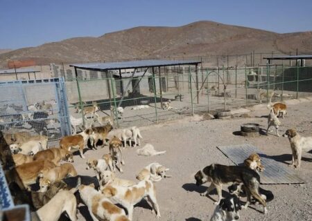 معرفی مرغداری متخلف سبزواری به مراجع قضایی