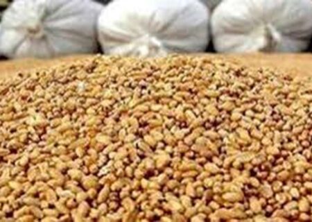 کاهش تصدی‌گری دولت در واردات نهاده‌های دامی