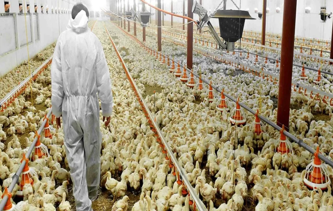 مشکلات تأمین نهاده‌های دامی چالش‌های جدی این صنعت است.