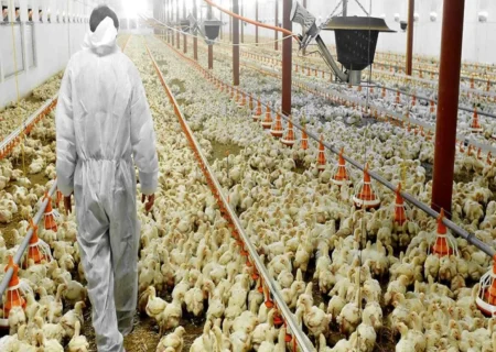 مشکلات تأمین نهاده‌های دامی چالش‌های جدی این صنعت است.