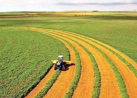 برنامه حمایتی دولت در لایحه بودجه ۱۴۰۴ از صنعت دامپروری چیست؟