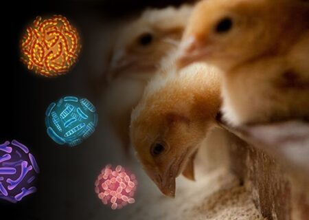 صرفه‌جویی ۸۶ میلیارد تومانی با استفاده از باكتری‌های پروبیوتیكی در صنعت طیور