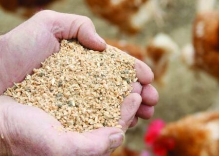 راهکار تثبیت آرامش در زنجیره نهاده‌‌‌های دام و طیور