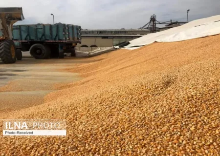 آخرین آمار واردات نهاده دامی/ دپویی در بنادر جنوبی نداریم.