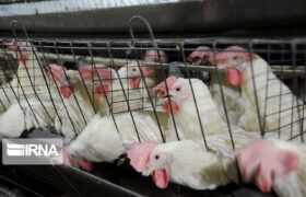 تجهیزات مرغداری‌های قم نوسازی شد.