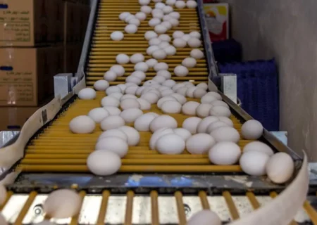 تخم مرغ ایران به قزاقستان رسید/ کرایه حمل بار ۲۵ درصد افزایش یافت.