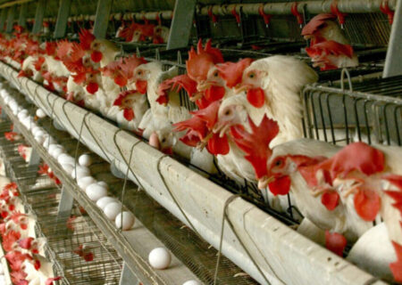 صنعت طیور با شیوع آنفلوانزا فوق‌حاد پرندگان در جهان تحت کنترل است.