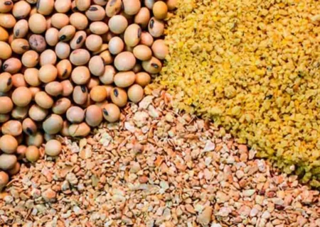 فرصت سوزی دولت در تامین نهاده های دامی