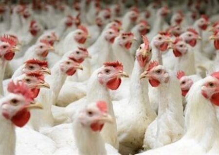 فعالیت ۲۶۲ واحد فعال مرغداری تخمگذار  در خراسان رضوی