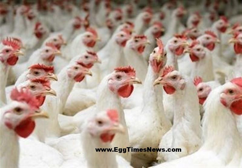 فعالیت ۲۶۲ واحد فعال مرغداری تخمگذار در خراسان رضوی