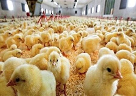 افزایش چشمگیر تولید پروتئین در یزد