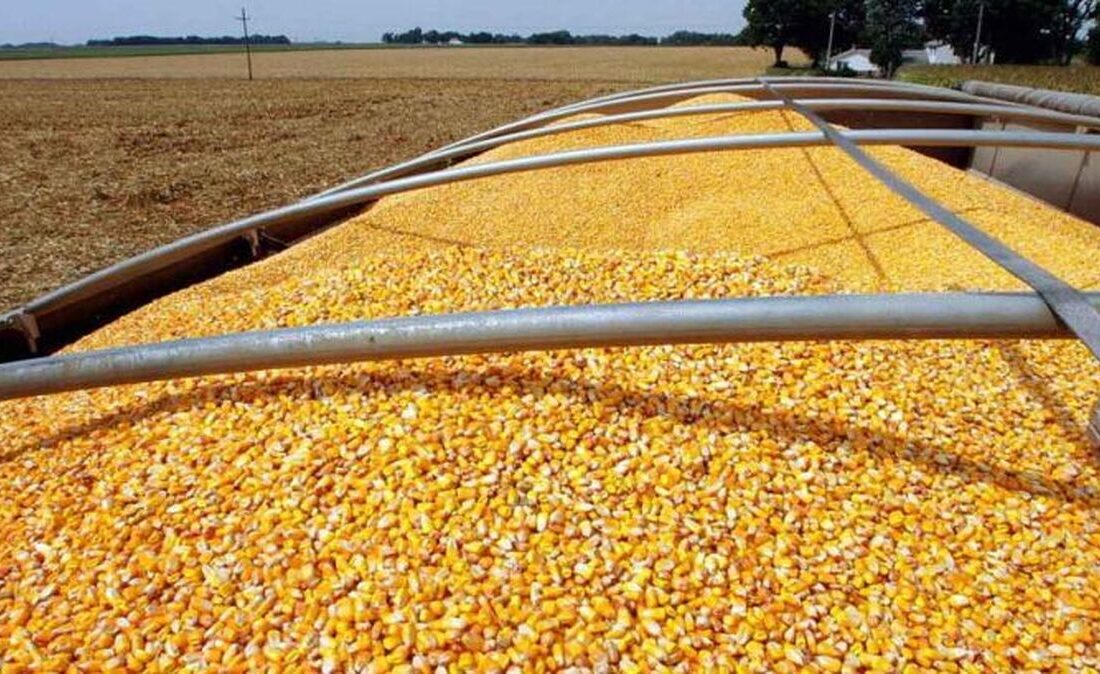 کوتاهی وزارت جهاد منجر به نابسامانی بازار نهادههای دامی شد.